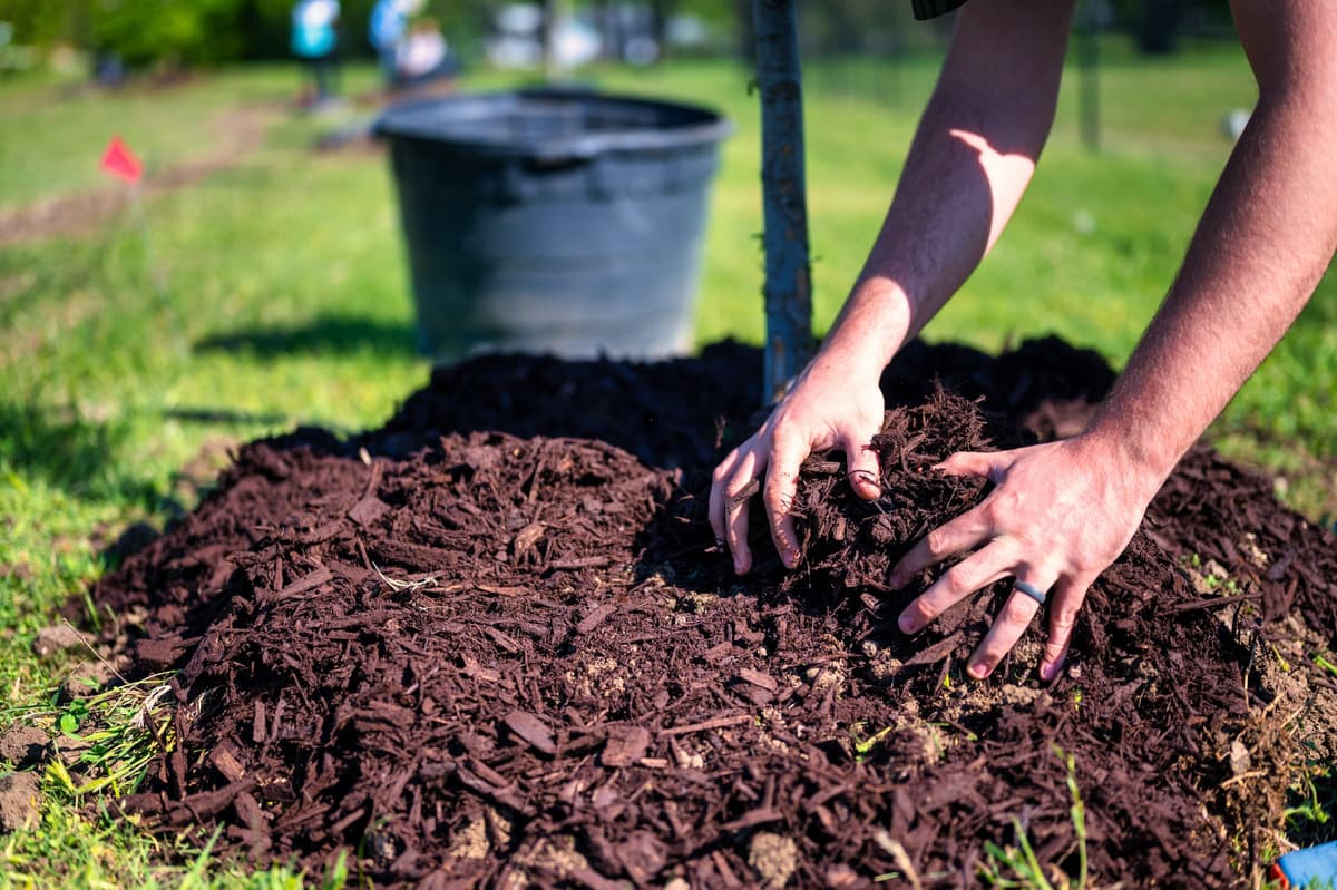 Hands spreading fresh dark mulch around the base of a young tree