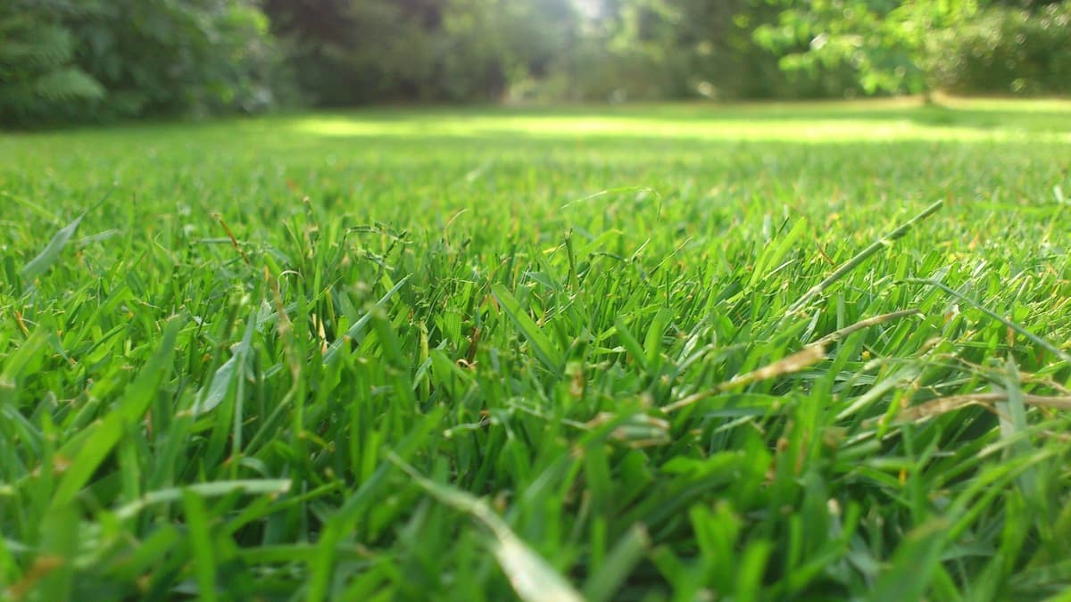 Close-up of a healthy, dense green lawn after professional mowing