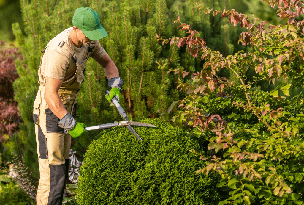Landscaper shaping an evergreen shrub with long-handled hedge shears